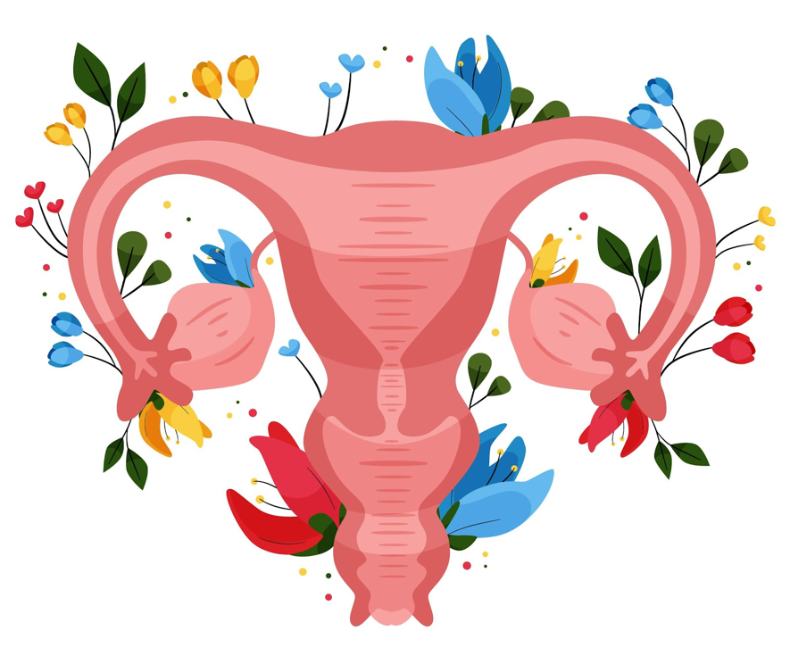 Половой орган женского пола. Репродуктивная система матки. Репродуктивная система женщины женские половые органы. Изображение женской репродуктивной системы. Строение женской репродуктивной системы.